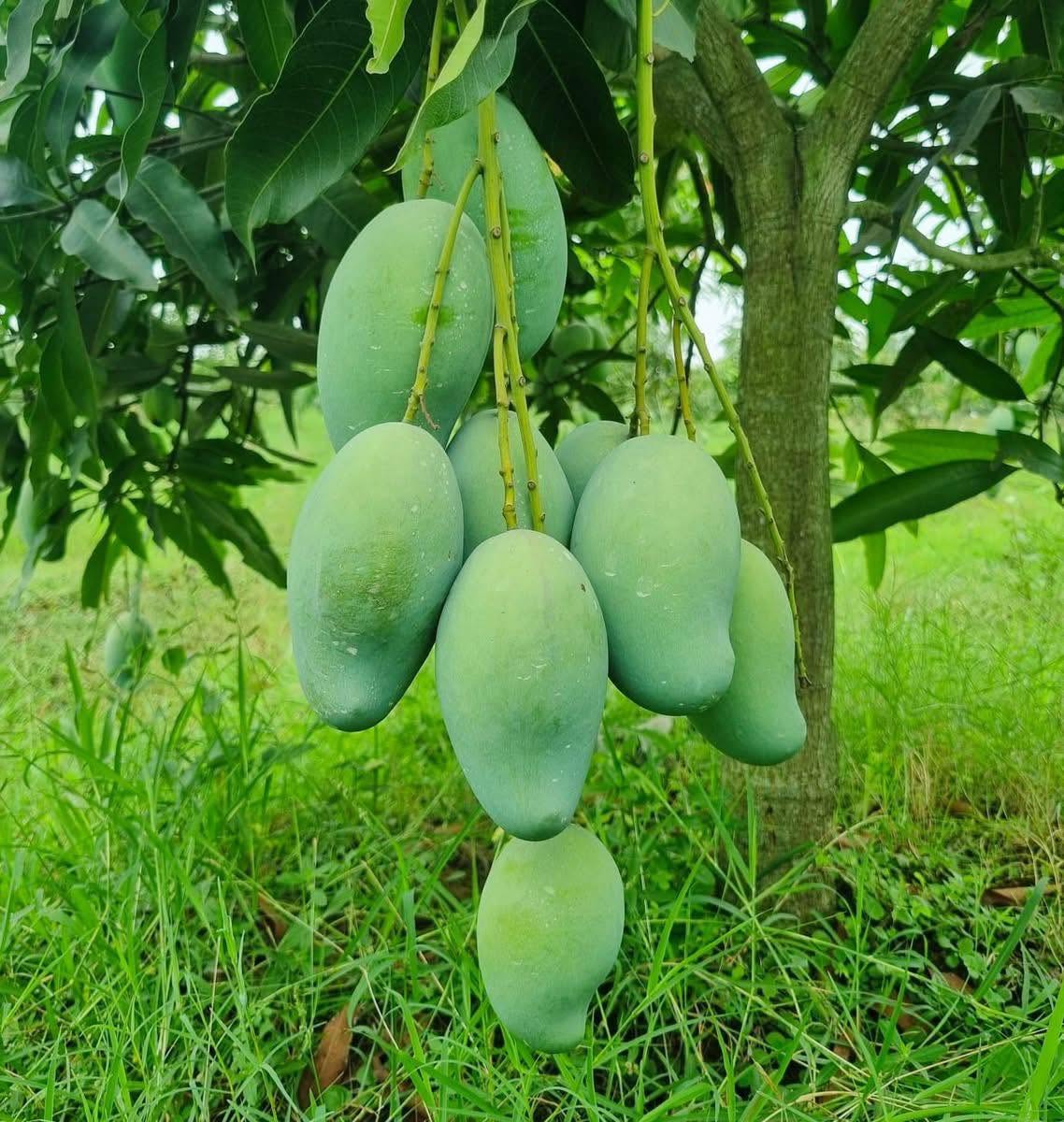 10 KG আমরুপালি
